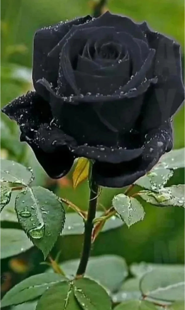 Rare Back Rose Flower Hybrid Plant (pack Of - 1)