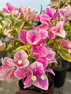 Splash Bougainvillea Plant For Your Home Garden