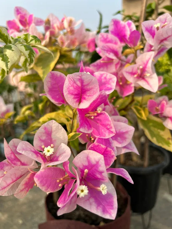 Splash Bougainvillea Plant For Your Home Garden