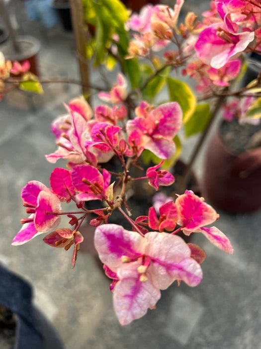 Splash Bougainvillea Plant For Your Home Garden
