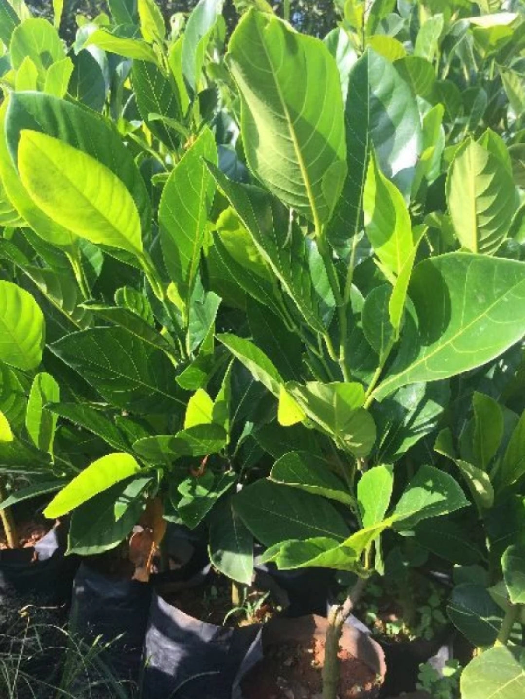 Veitnam Seedless Jack Fruit Grafted Dwarf Varieties Plant