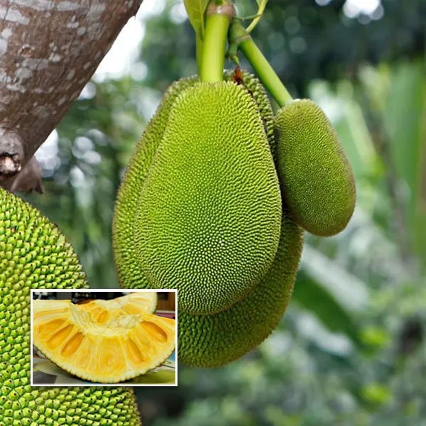 Veitnam Seedless Jack Fruit Grafted Dwarf Varieties Plant