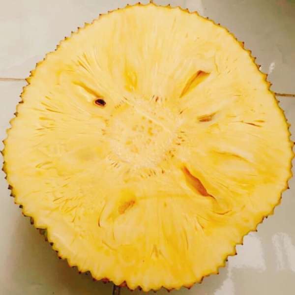 Veitnam Seedless Jack Fruit Grafted Dwarf Varieties Plant