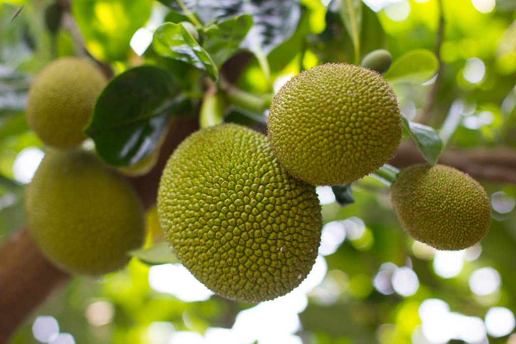Veitnam Seedless Jack Fruit Grafted Dwarf Varieties Plant