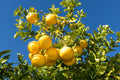 Vietnami Mausambi Lemon Hybrid Fruit Plant