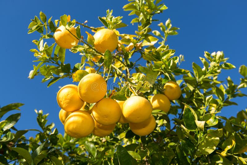 Vietnami Mausambi Lemon Hybrid Fruit Plant