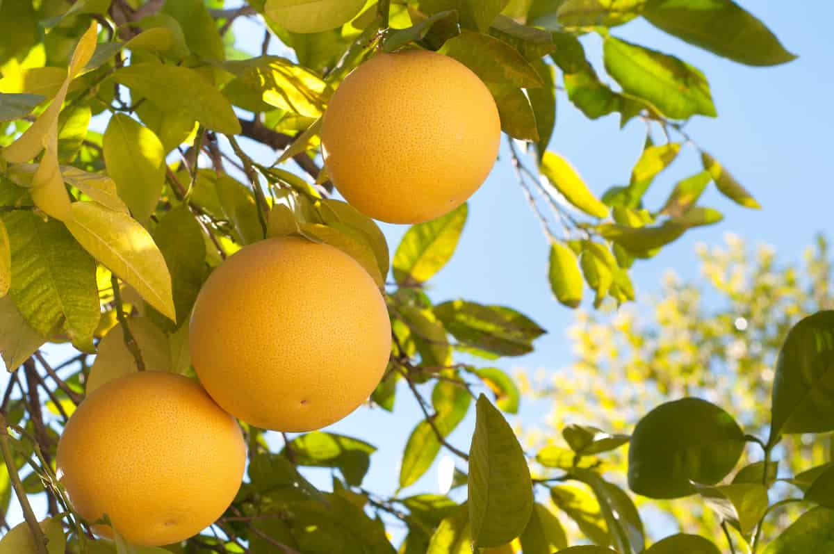 Vietnami Mausambi Lemon Hybrid Fruit Plant