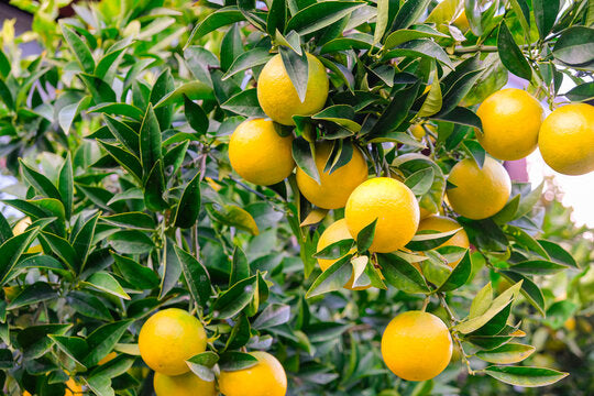 Vietnami Mausambi Lemon Hybrid Fruit Plant