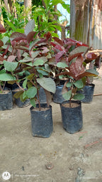 Japanese Red Guava Hybrid Fruit Plant (pack Of- 1)