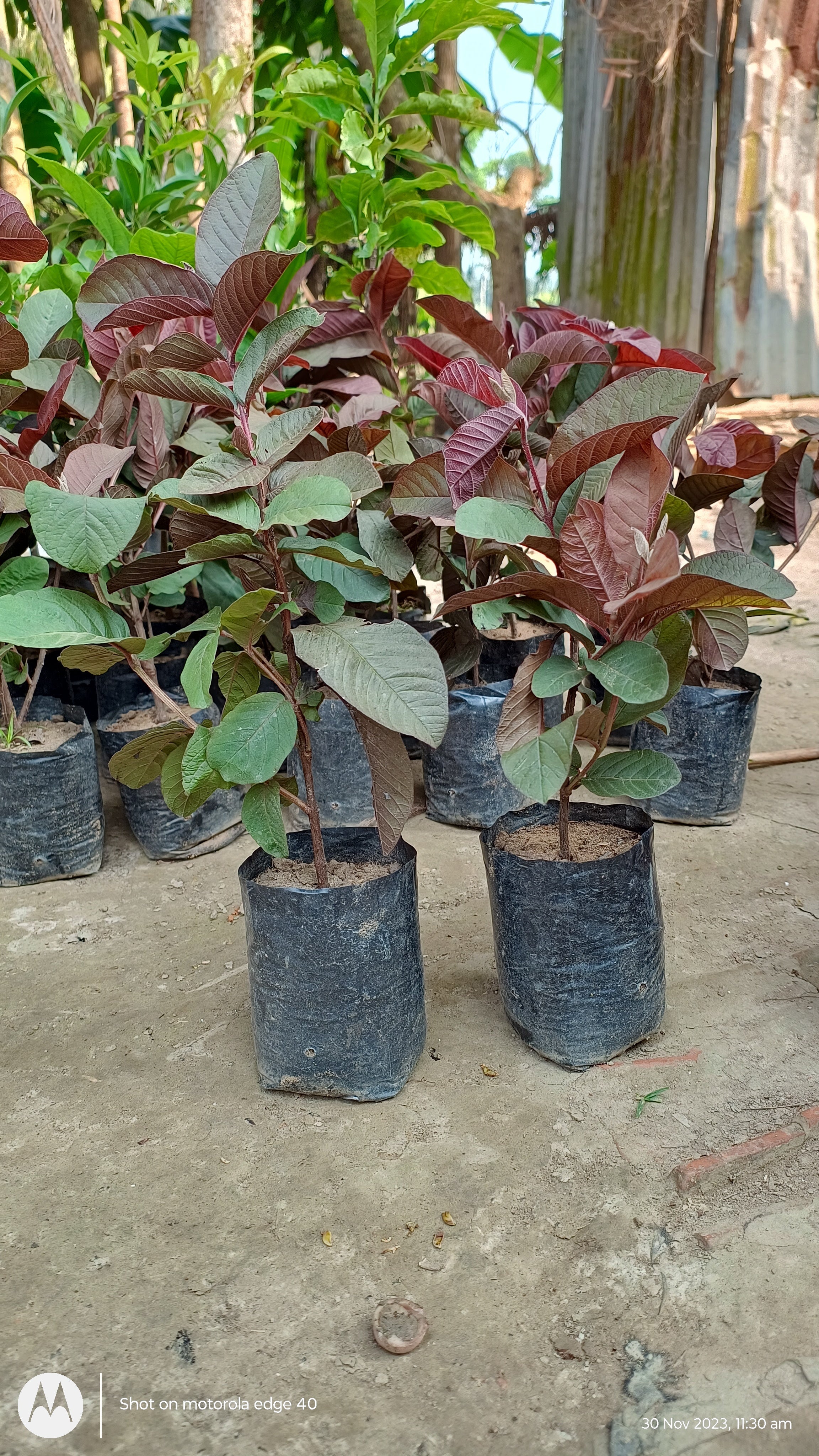 Japanese Red Guava Hybrid Fruit Plant (pack Of- 1)