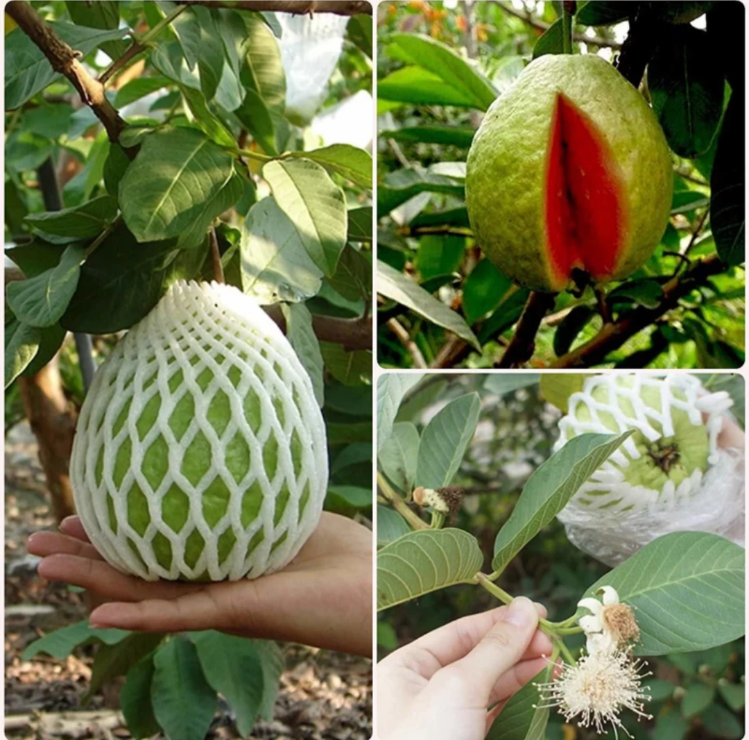 Taiwan Pink Guava Hybrid Fruit Plant