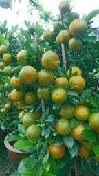 Nagpuri Sweet Orange/santra Grafted Fruit Plant (pack Of - 1)