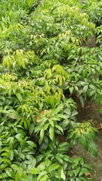 Thai Hybrid Seedless Litchi Dwarf Variety Fruit Plant