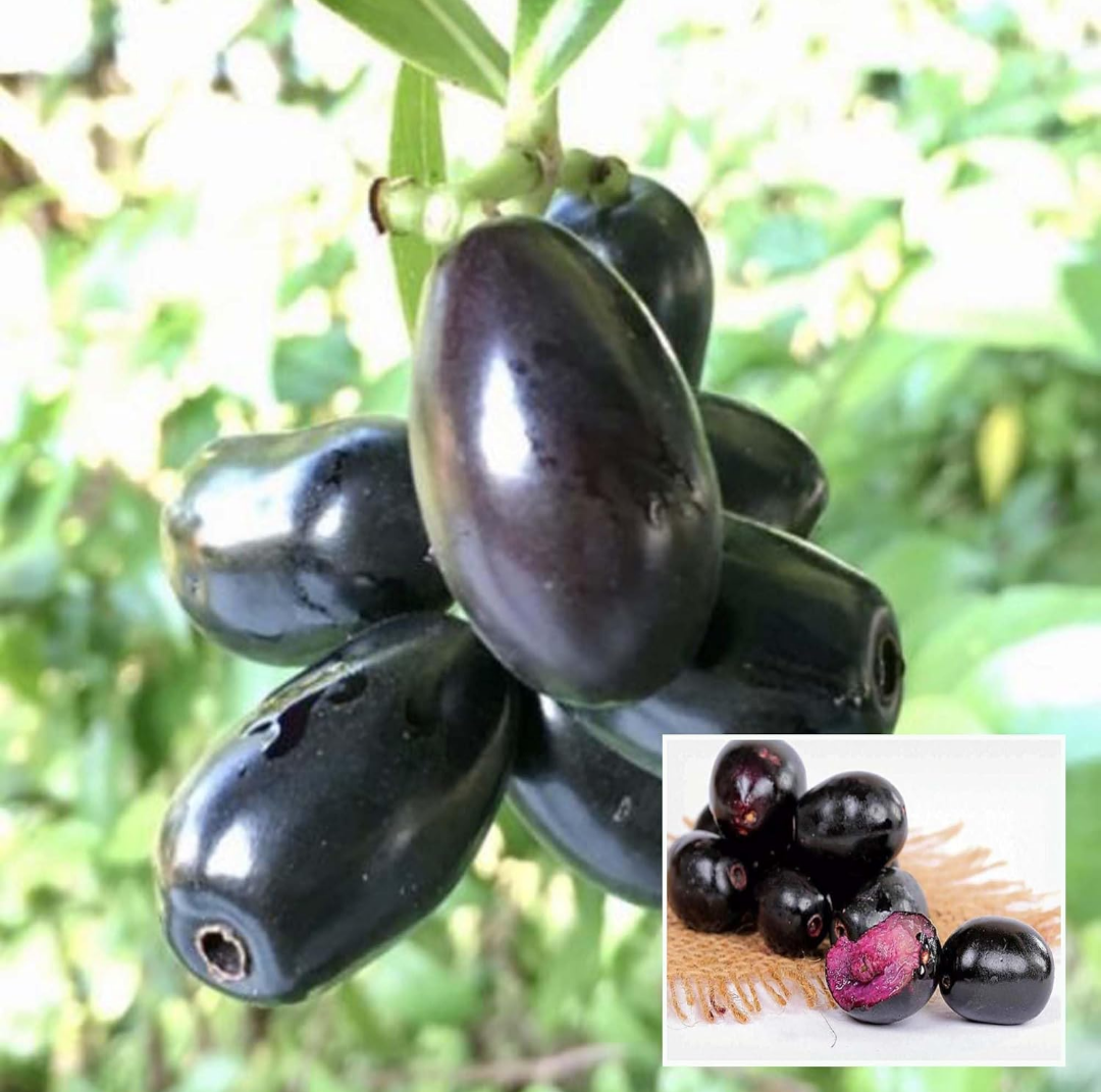 Thai Black Jamun Hybrid Fruit Plant