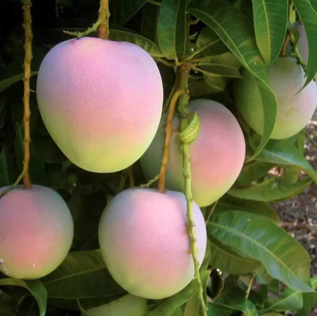 Thai Bari 4 Mango Hybrid Grafted Fruit Plant