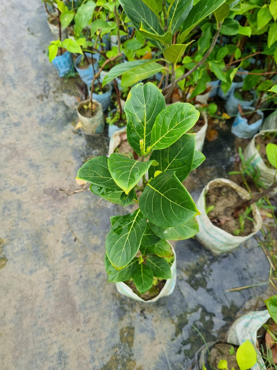 Thai All Time Red Jackfruit Hybrid Grafted Plant