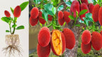 Thai All Time Red Jackfruit Hybrid Grafted Plant