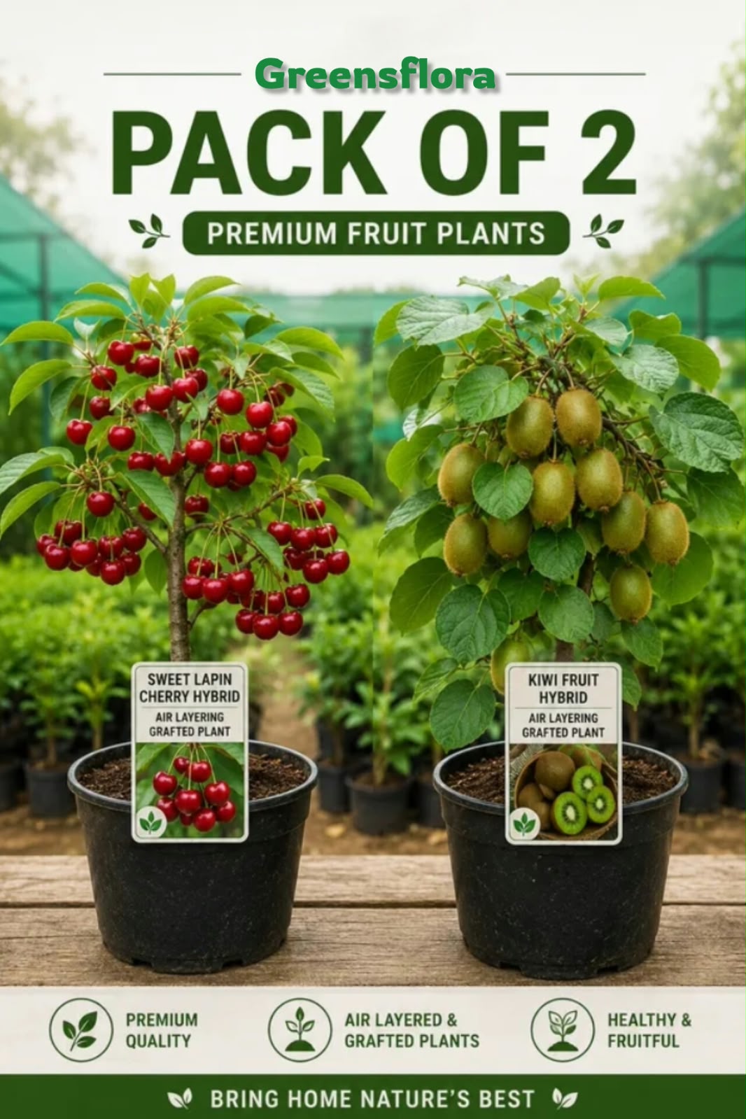 Pack of 2 Sweet Lapin Cherry Hybrid Air Layering Grafted Fruit Plant + Kiwi Fruit Hybrid Air Layering Grafted Plant