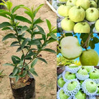 White Diamond Seedless Guava Hybrid Fruit Plant