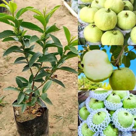 White Diamond Seedless Guava Hybrid Fruit Plant