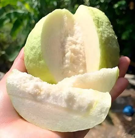 White Diamond Seedless Guava Hybrid Fruit Plant
