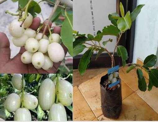 Thai White Jamun Hybrid Fruit Plant