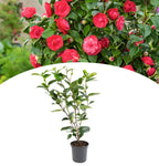 Camellia Duble Petal Red Rose Colour Flowers Live Plant Perfect For Your Balcony And Home Garden 1 Healthy Live Flowers Plant