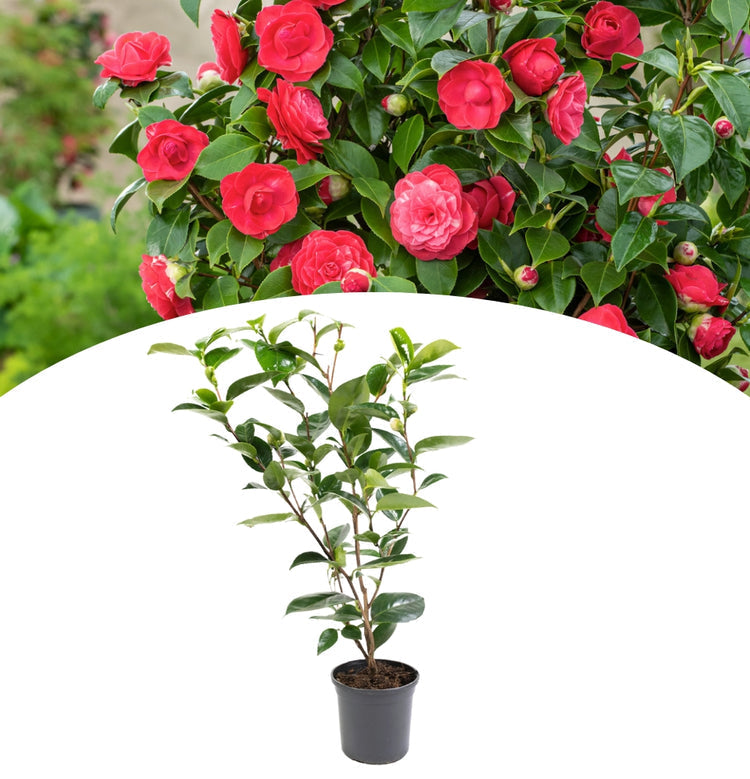 Camellia Duble Petal Red Rose Colour Flowers Live Plant Perfect For Your Balcony And Home Garden 1 Healthy Live Flowers Plant
