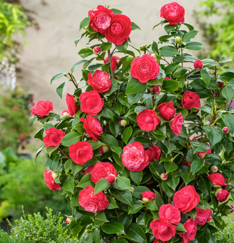 Camellia Duble Petal Red Rose Colour Flowers Live Plant Perfect For Your Balcony And Home Garden 1 Healthy Live Flowers Plant