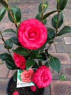 Camellia Duble Petal Red Rose Colour Flowers Live Plant Perfect For Your Balcony And Home Garden 1 Healthy Live Flowers Plant