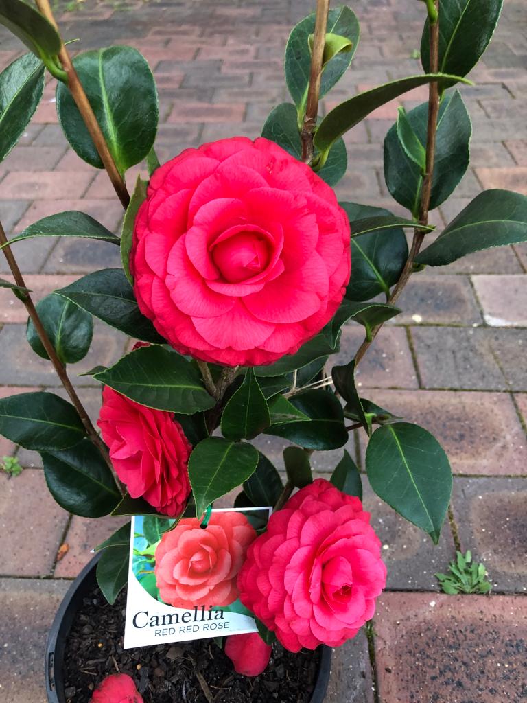 Camellia Duble Petal Red Rose Colour Flowers Live Plant Perfect For Your Balcony And Home Garden 1 Healthy Live Flowers Plant