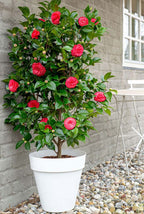 Camellia Duble Petal Red Rose Colour Flowers Live Plant Perfect For Your Balcony And Home Garden 1 Healthy Live Flowers Plant