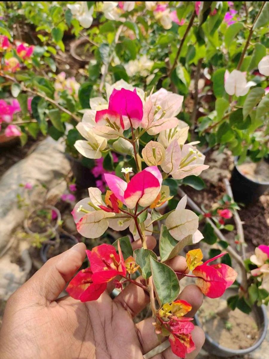 Chitra Daimond Bougainvillea Flower Live Plant