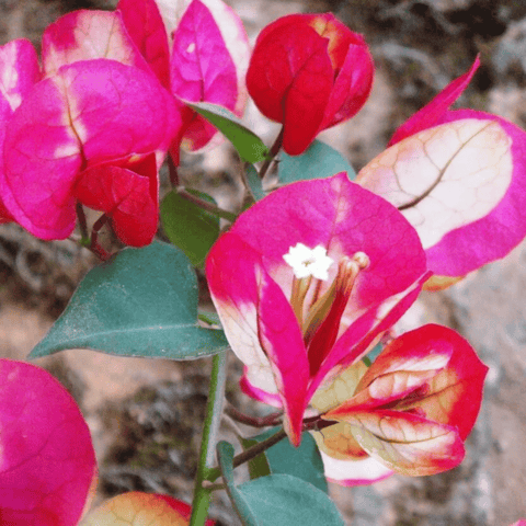 Chitra Daimond Bougainvillea Flower Live Plant