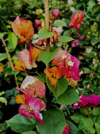 Chitra Daimond Bougainvillea Flower Live Plant