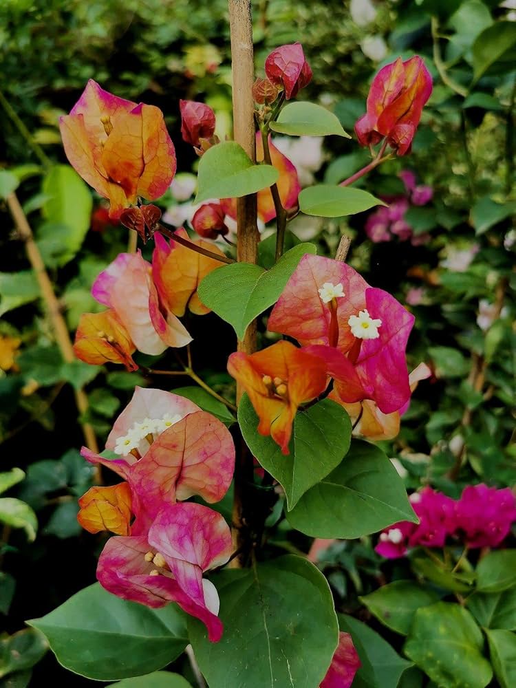 Chitra Daimond Bougainvillea Flower Live Plant