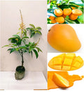 Thai All Time Baramasi Mango Grafted Fruit Plant (hybrid Plant)