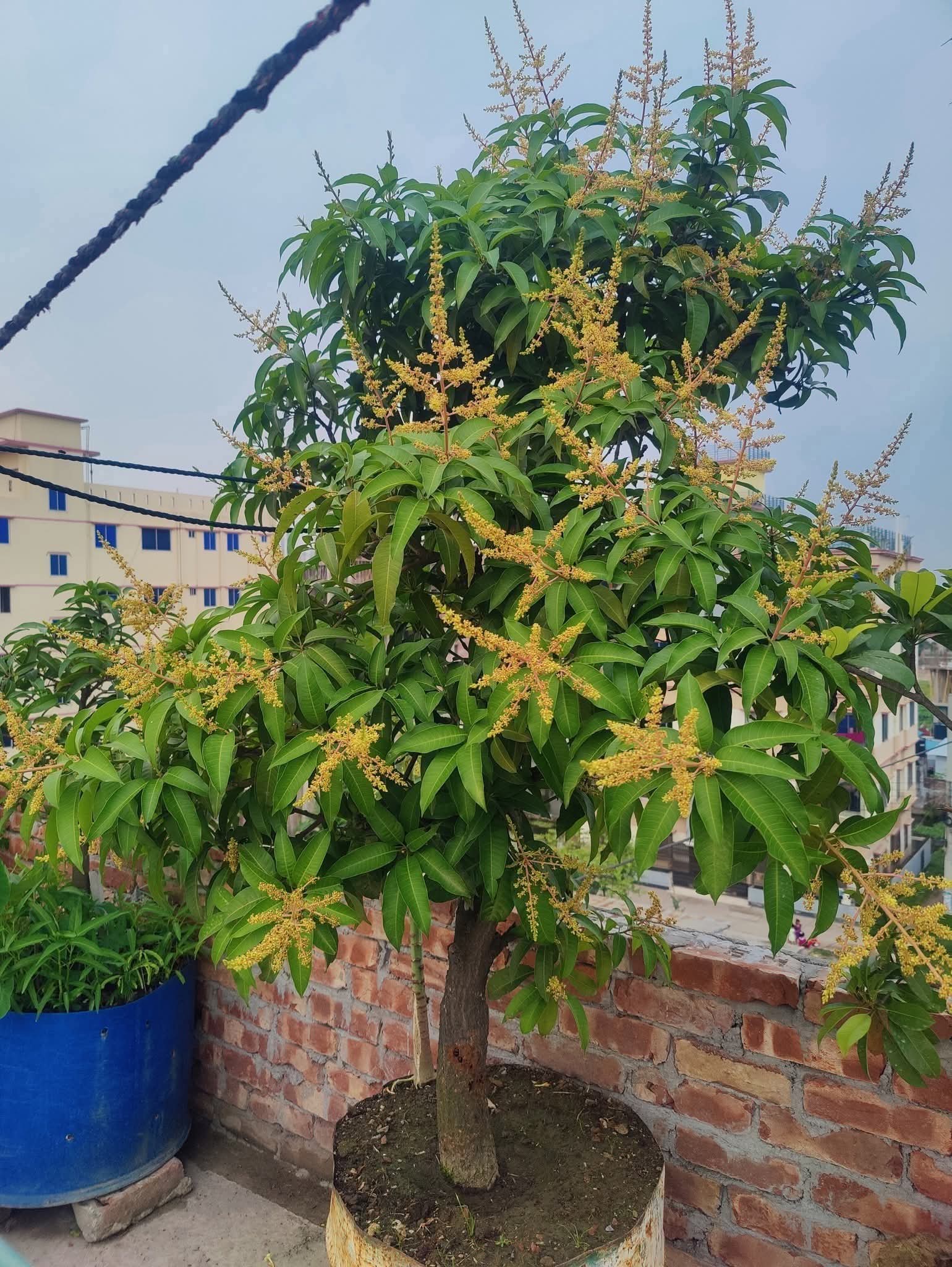 Thai All Time Baramasi Mango Grafted Fruit Plant (hybrid Plant)