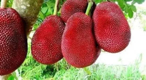 Thai All Time Red Jack Fruit Graftad Fruit Plant