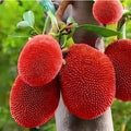 Thai All Time Red Jack Fruit Graftad Fruit Plant