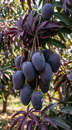 Thai Kasturi Black Mango Hybrid Grafted Fruit Plant (pack Of - 1)
