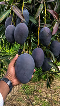 Thai Kasturi Black Mango Hybrid Grafted Fruit Plant (pack Of - 1)