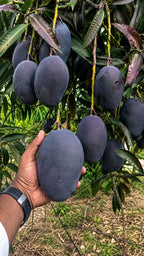 Thai Kasturi Black Mango Hybrid Grafted Fruit Plant (pack Of - 1)
