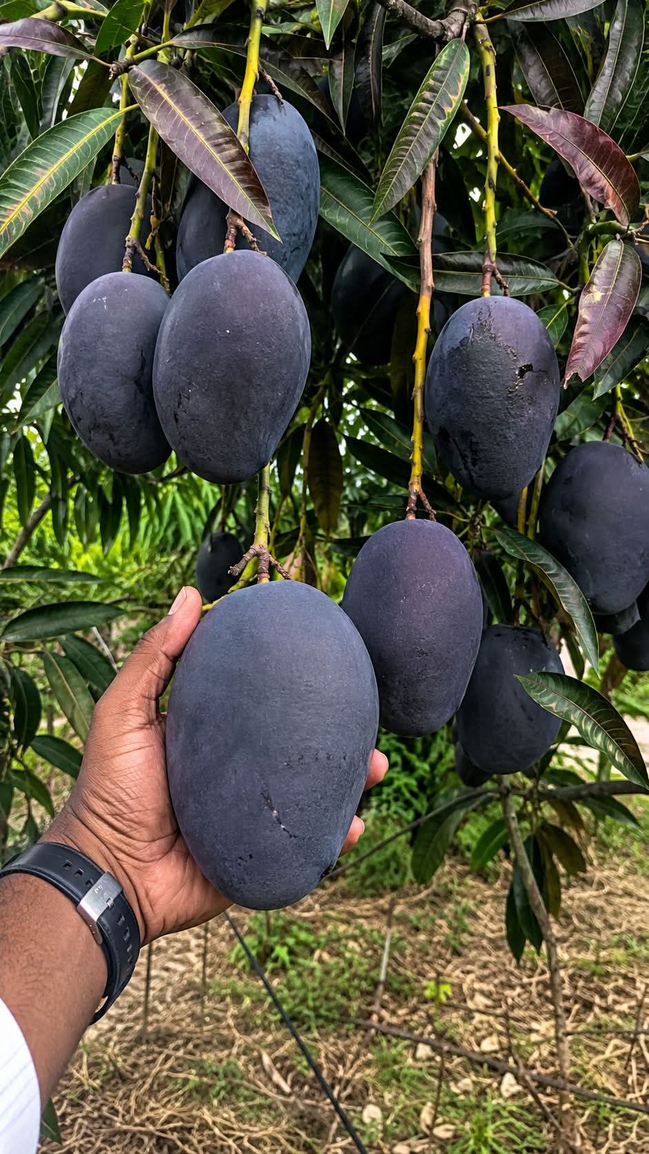 Thai Kasturi Black Mango Hybrid Grafted Fruit Plant (pack Of - 1)
