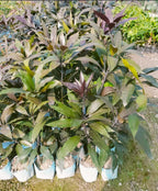 Thai Kasturi Black Mango Hybrid Grafted Fruit Plant (pack Of - 1)