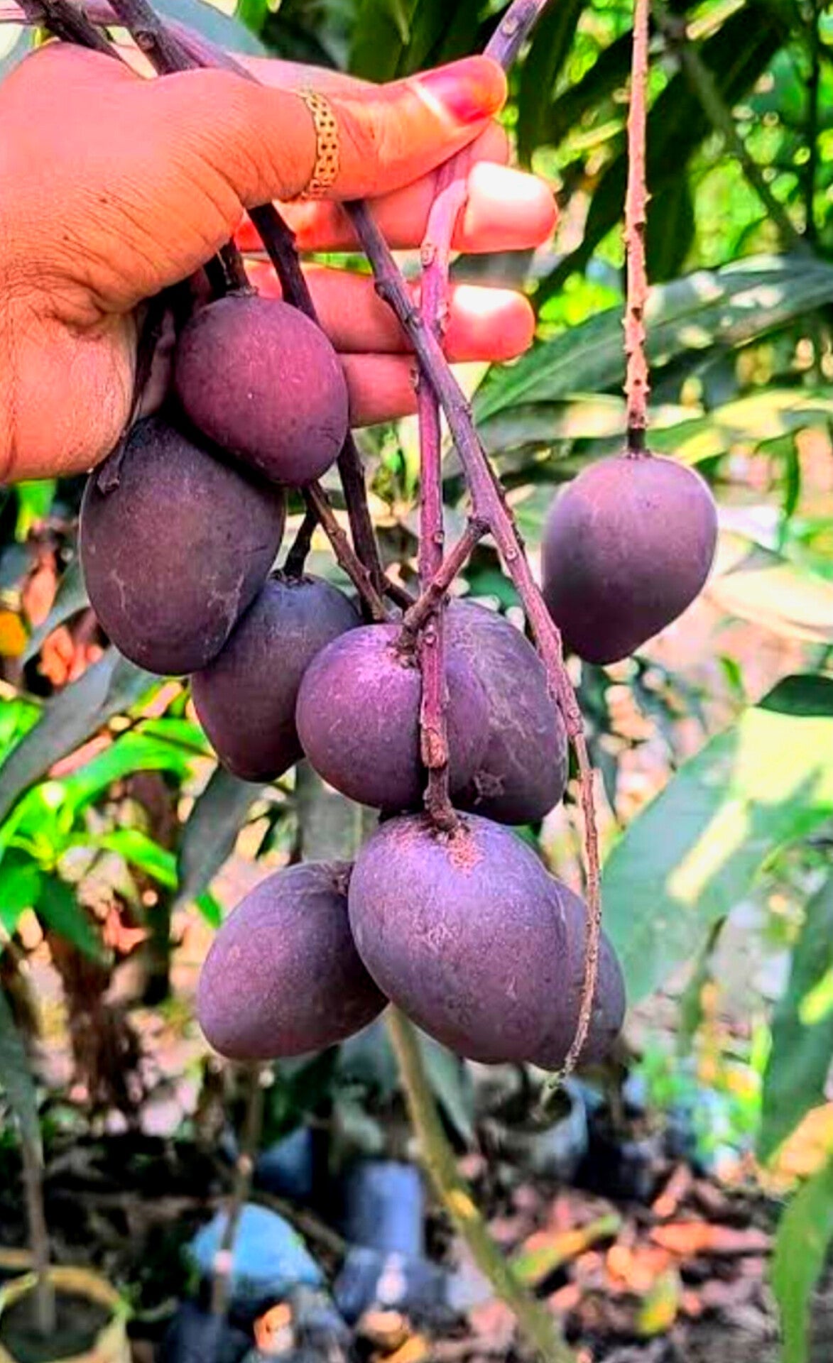 Thai Kasturi Black Mango Hybrid Grafted Fruit Plant (pack Of - 1)