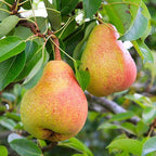 Thai Pear/naspati Hybrid Fruit Plant