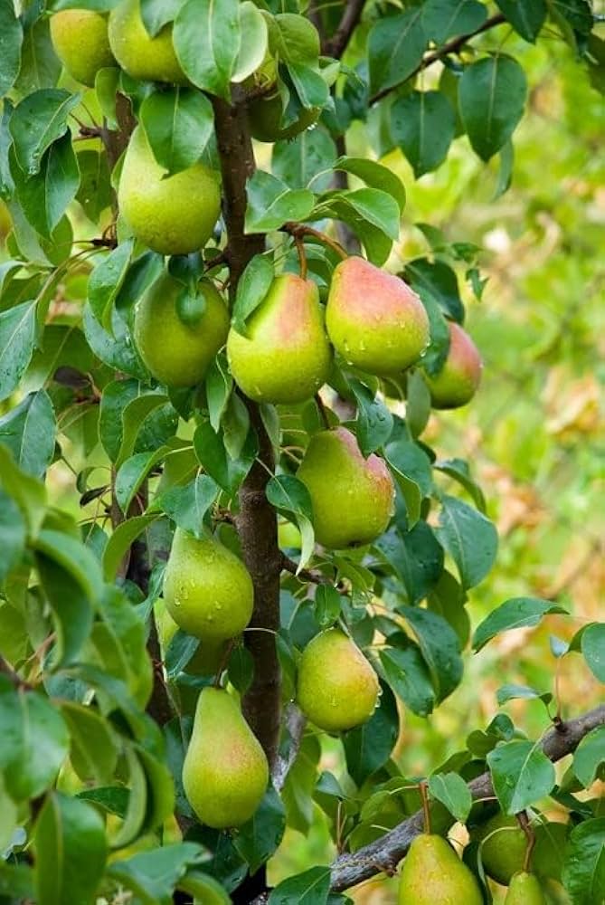 Thai Pear/naspati Hybrid Fruit Plant