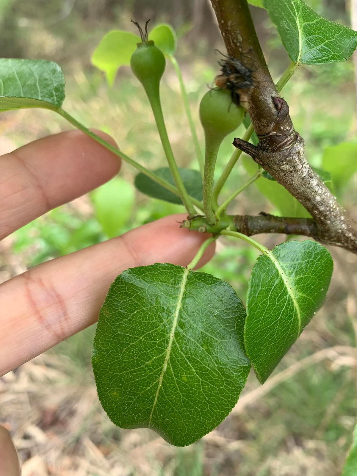Thai Pear/naspati Hybrid Fruit Plant