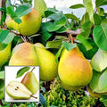 Thai Pear/naspati Hybrid Fruit Plant